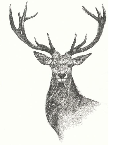 Deer – Originele Tekening & Fine Art Print
