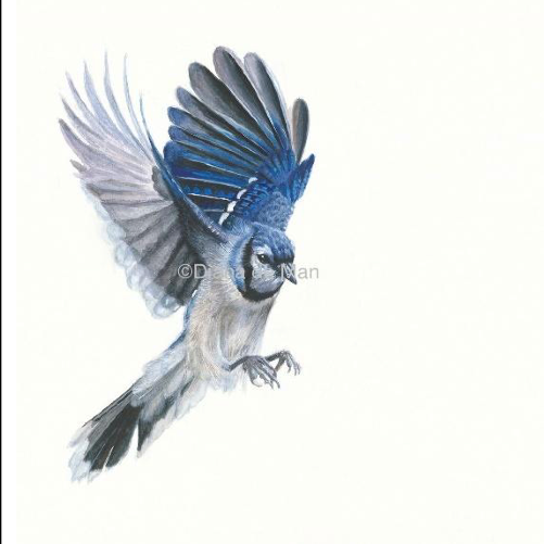 Blue Jay in Flight – Watercolour