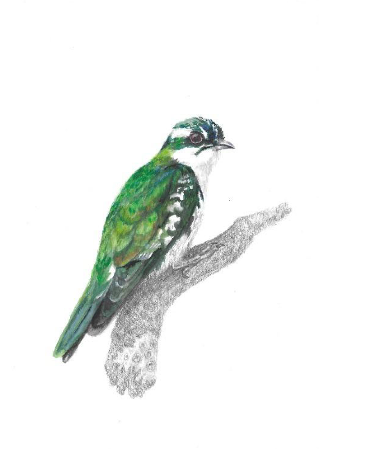 Bird (Green Woodpecker)