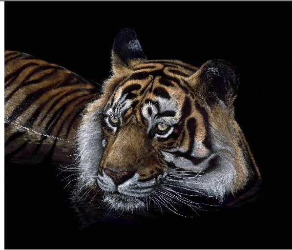 Tiger – Acrylic Painting