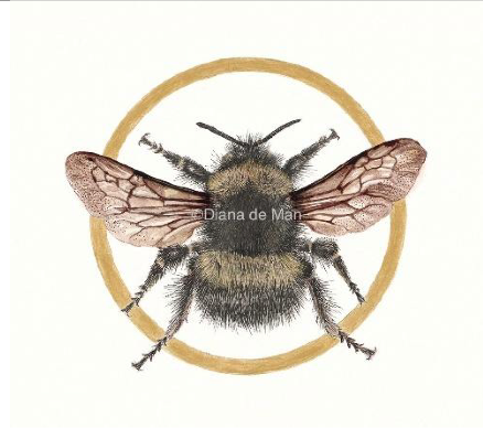 Golden Bee – Mixed Media Illustration (Limited Edition Print)