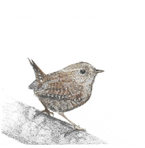 Bird (Winterkoninkje) – Origineel & Prints